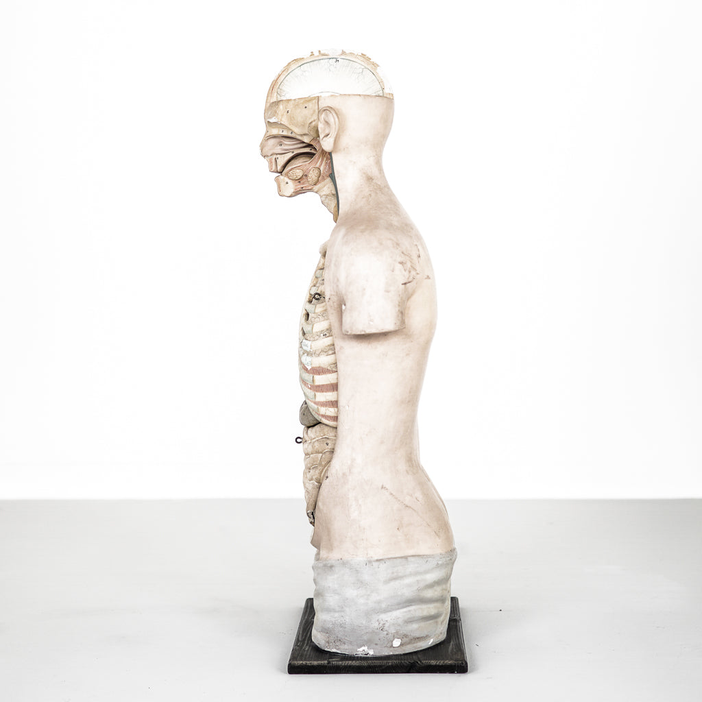 Anatomical Plaster Bust | Louis M. Meusel | Sonnenberg | Germany | 1920&#39;s