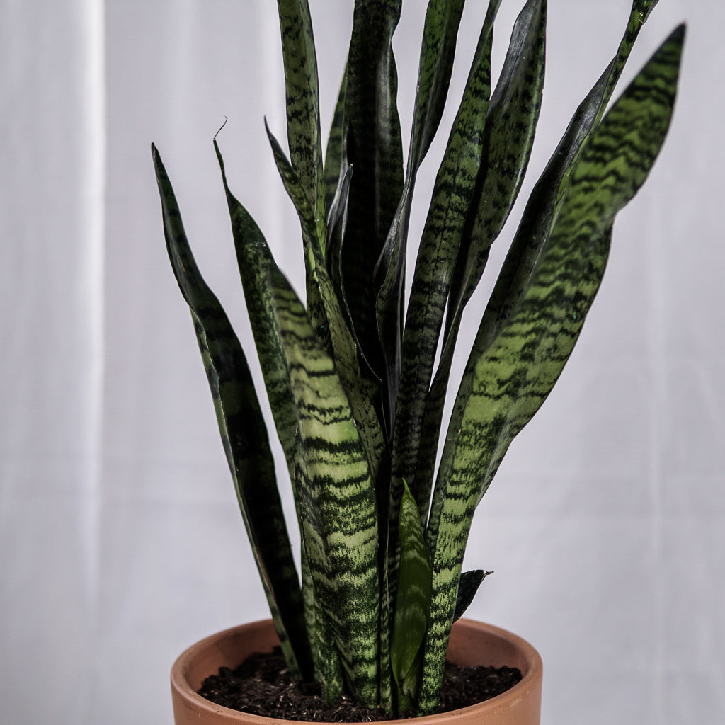 Sansevieria Zeylanica V21 | 27 x 85 cm (with ceramic pot)