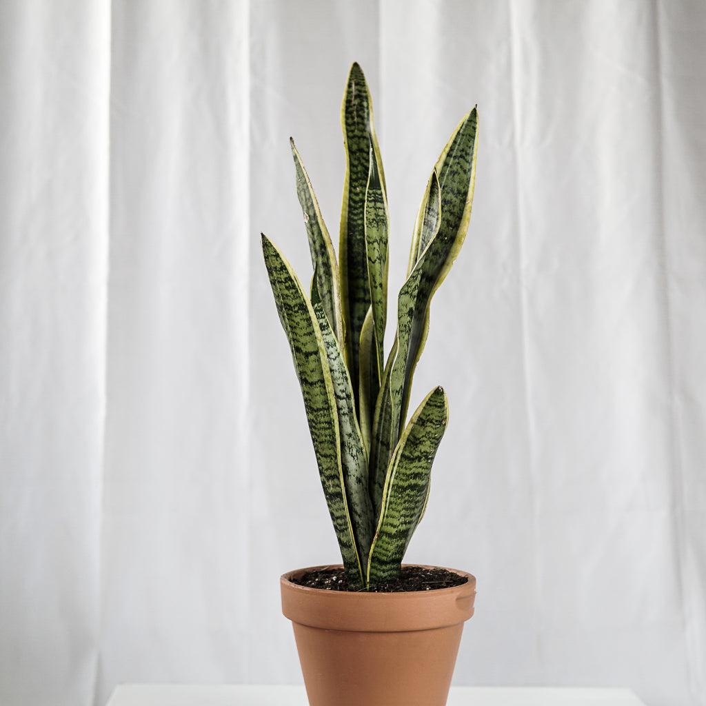 Sanseveria Laurent C17 | 22 x 69 cm (with ceramic pot)