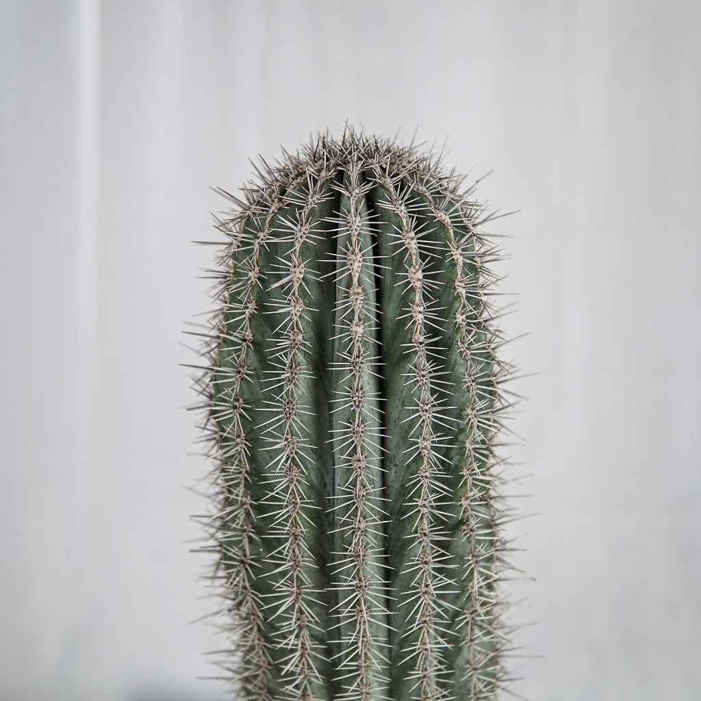 Cactus 35CM | 37 x 88 cm (with ceramic pot)