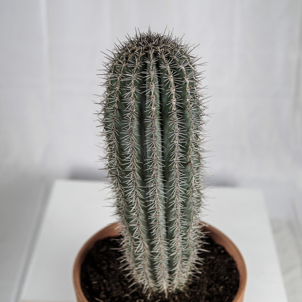 Cactus 35CM | 37 x 88 cm (with ceramic pot)