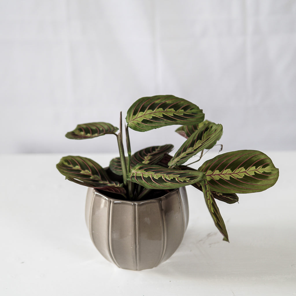 Calathea | 11 x 30 cm (without ceramic pot)