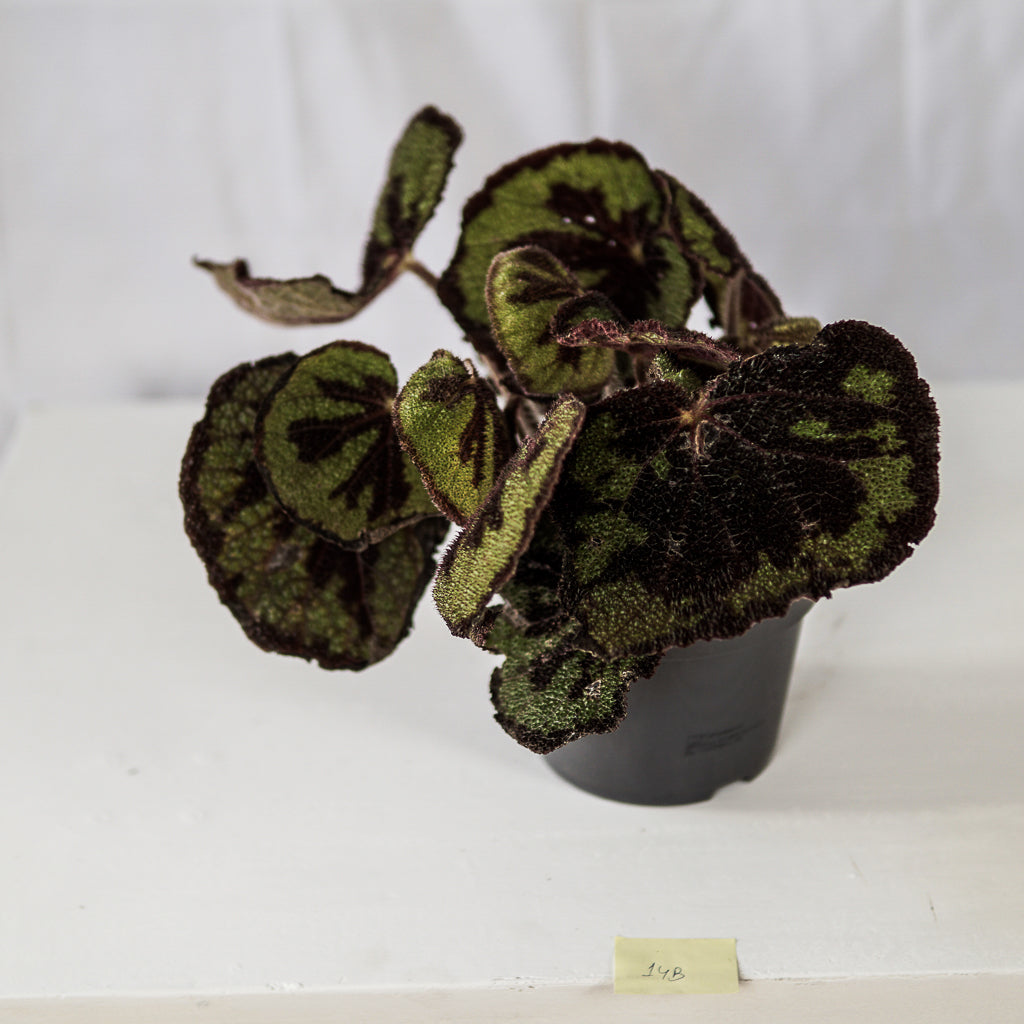 Begonia Masoniana V17 | 17 x 30 cm (without ceramic pot)