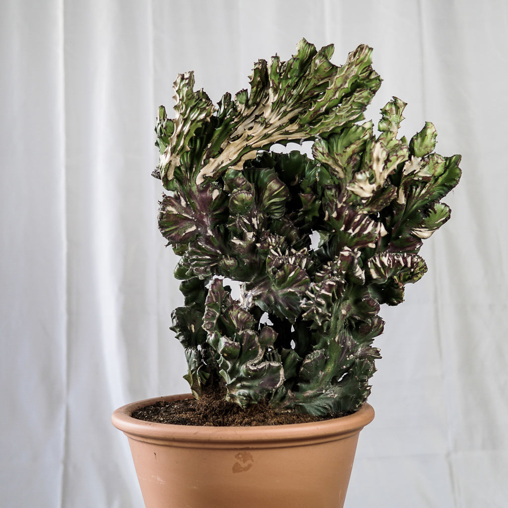 Euphorbia neirifolia cristata | 42 x 90 cm (with ceramic pot)
