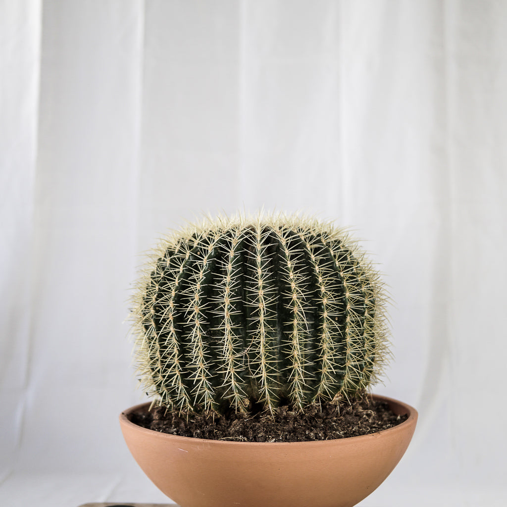 Echinocactus Grusoni V40 | 42 x 45 cm (with ceramic pot)