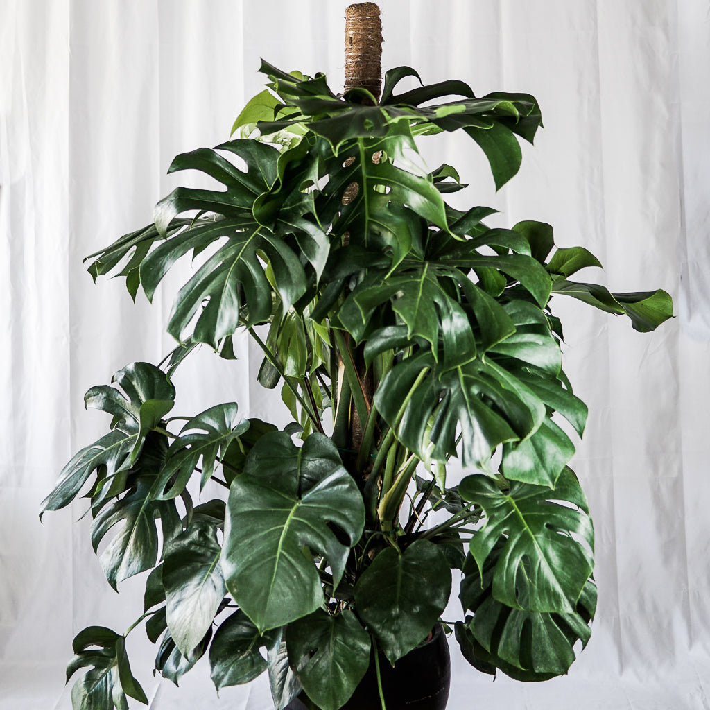 monstera x Monstera Deliciosa V30