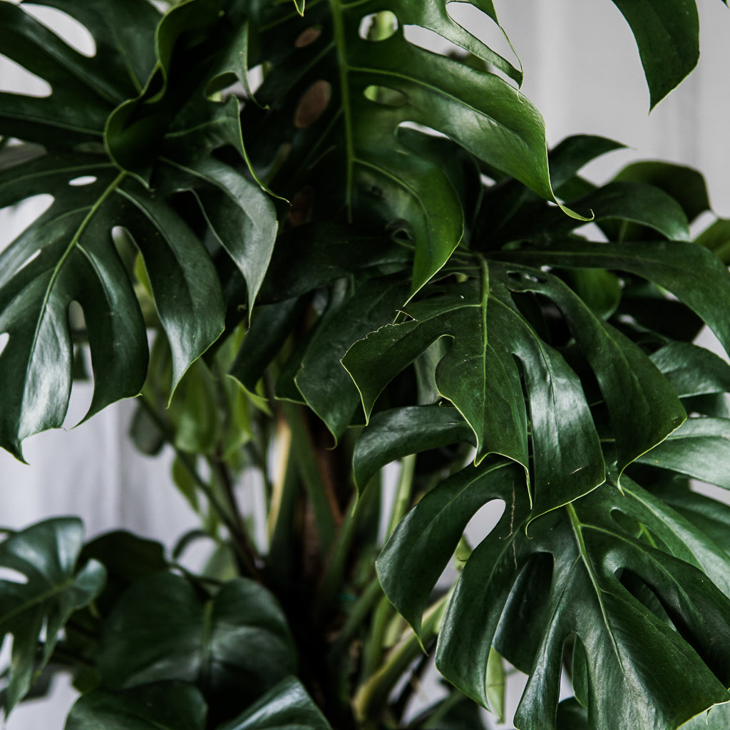 monstera x Monstera Deliciosa V30