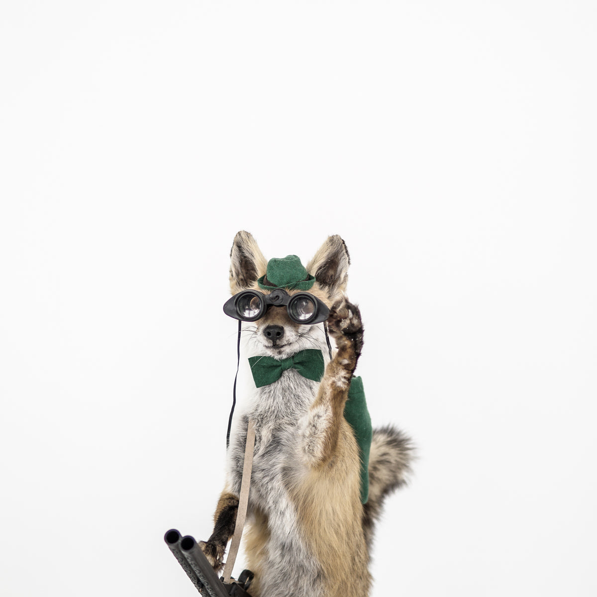 Taxidermy Hunting Fox