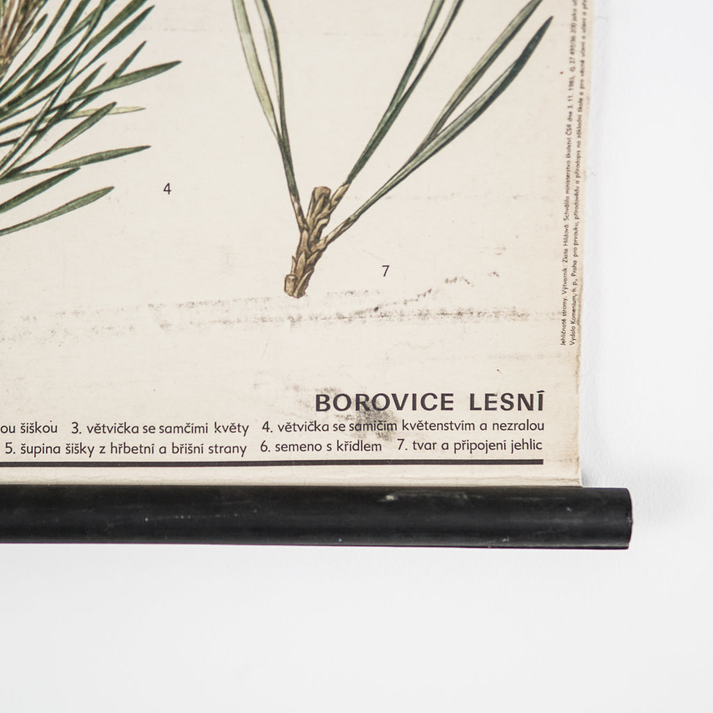 Wall Chart &quot;Borovice Lesní (Pinus Sylvestris)&quot; | Czech Republic | 1988