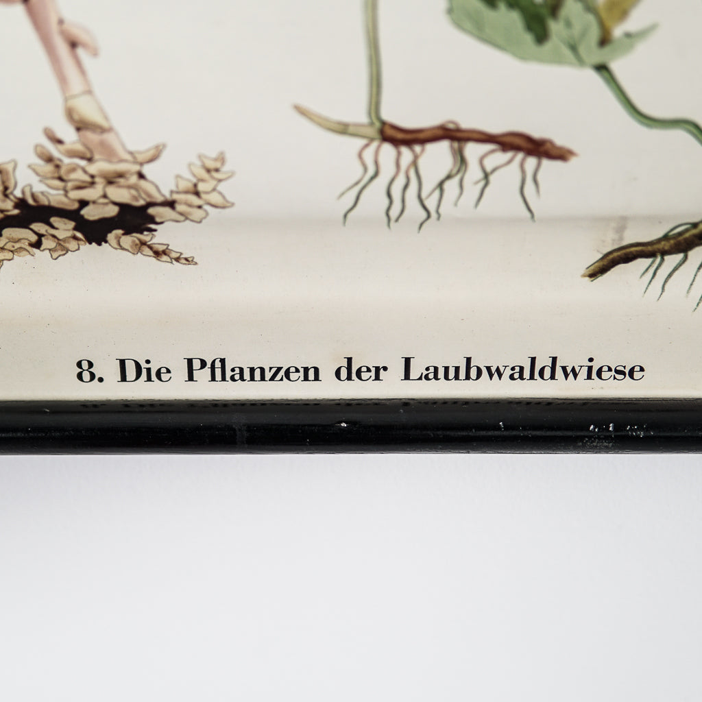 Wall Chart &quot;Die Pflanzen der Laubwaldwiese&quot; | Saietz - Lidingo | Sweden | 1963